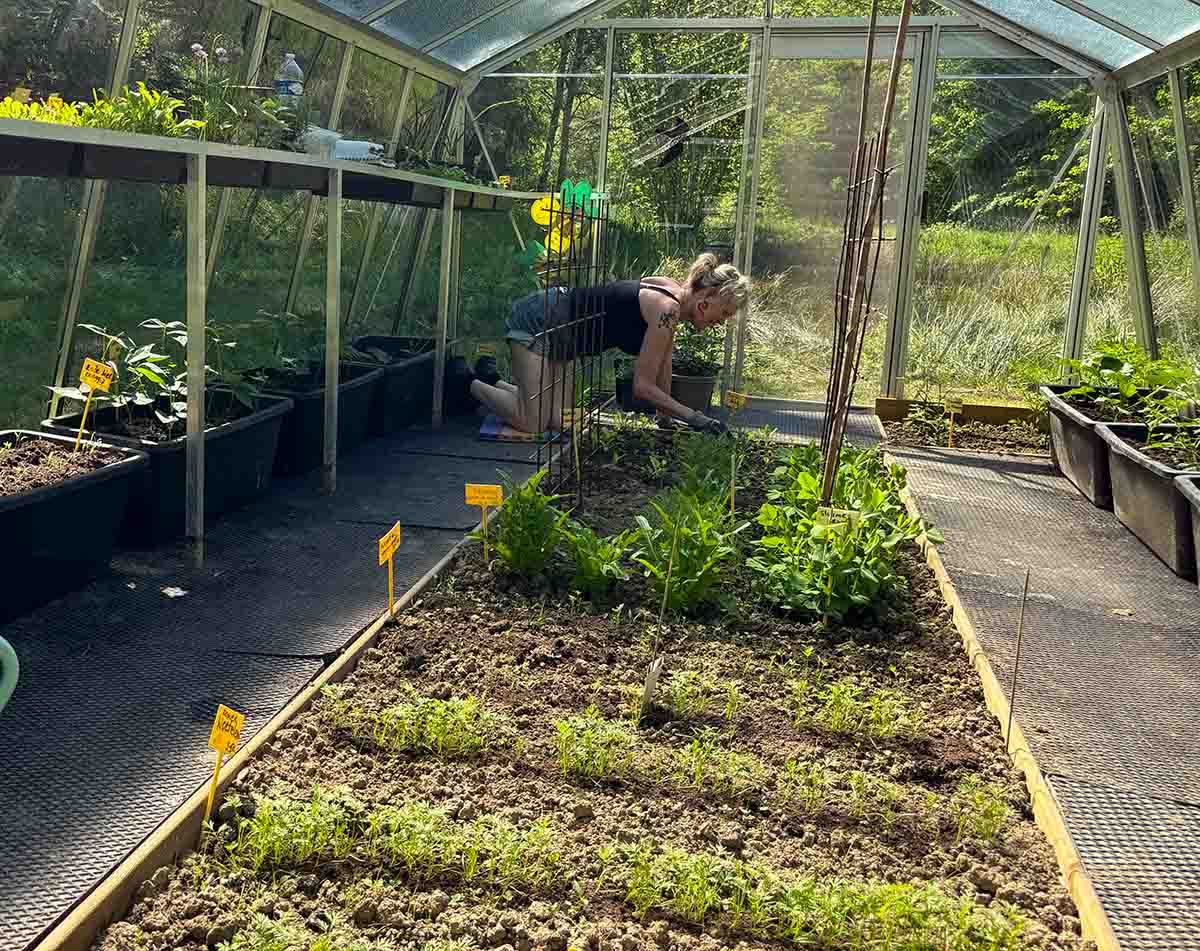 Henja plant groenten en kruiden in de tuinkas van La Truite d'Argent