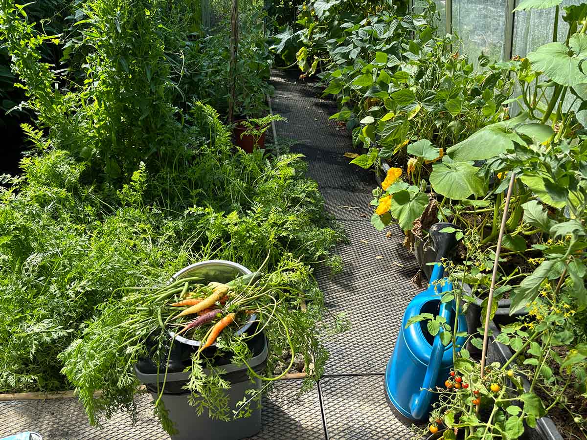 Volle oogst met wortels, tomaten en komkommers in de serre van La Truite d'Argent