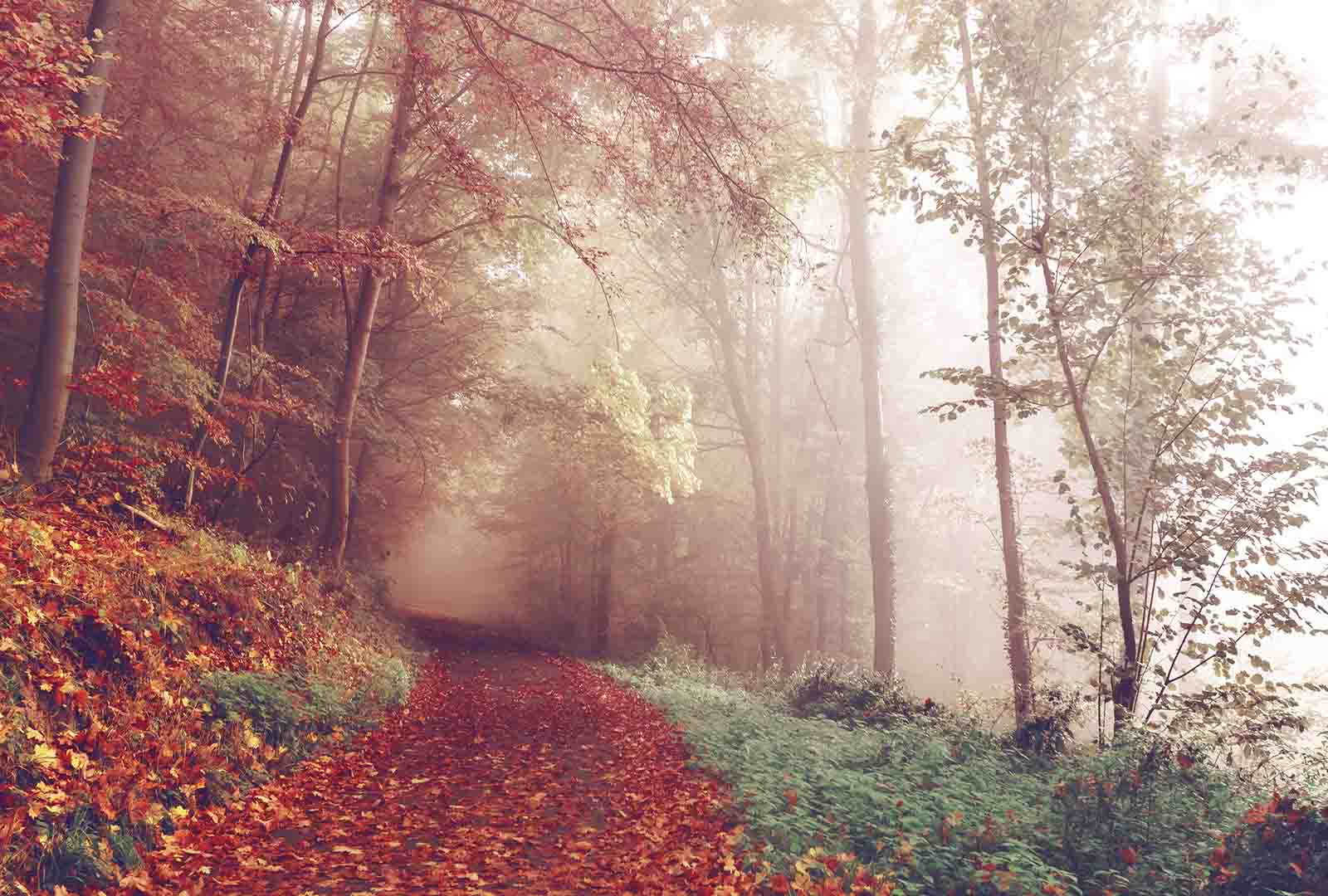 Forest path in the valley near La Truite d'Argent