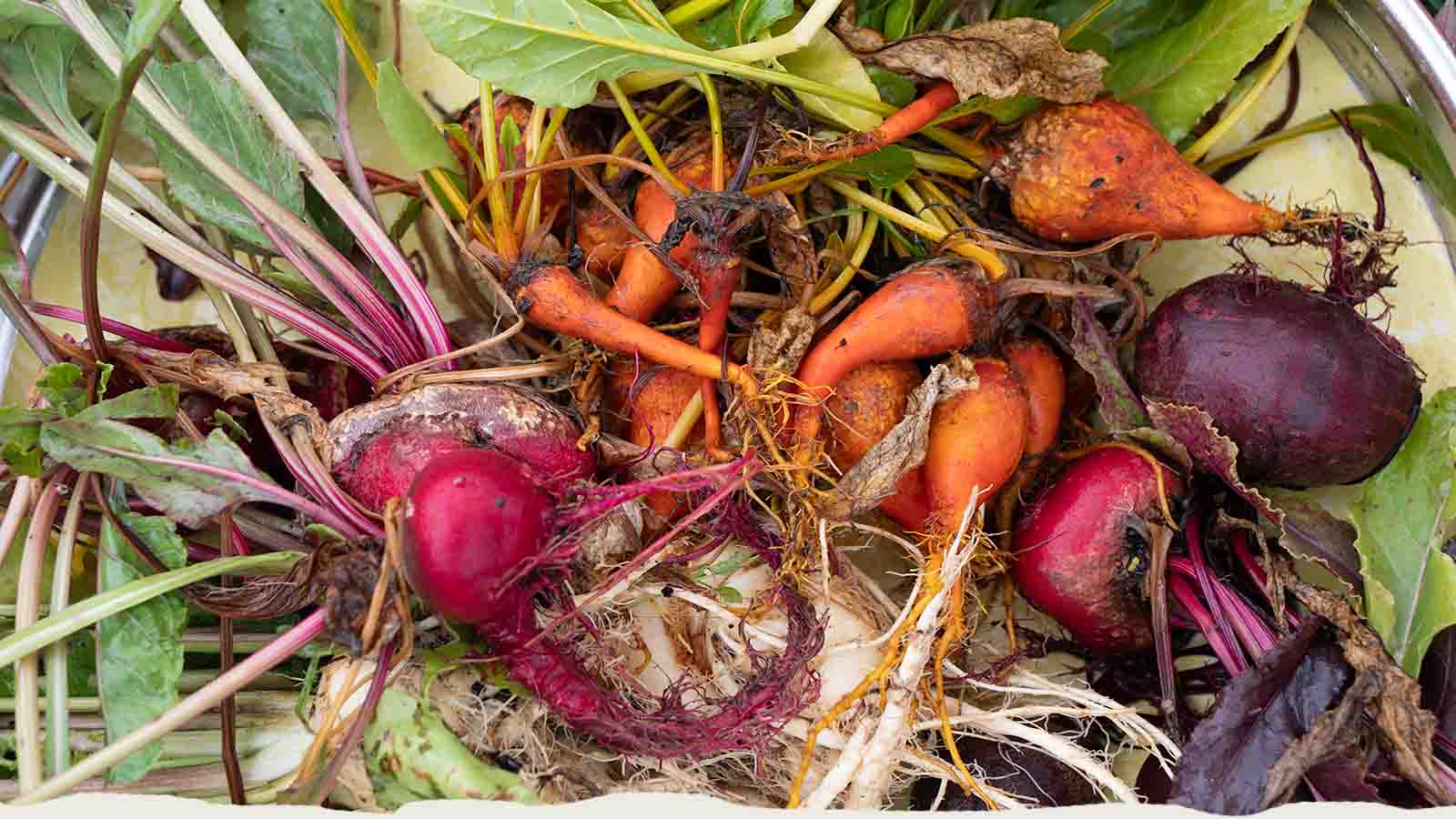 Oogst uit de moestuin van La Truite d'rgent