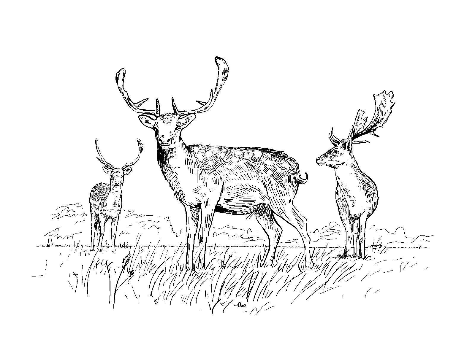 border-line